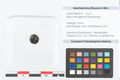 Foto (Objekt + Etikett) von Musa macrosperma Ettingshausen (NHMW-GEO-2024-0188-9010)